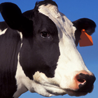 Researchers using big data to find feed-efficient dairy cattle