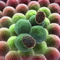 Targeting cancer at its roots