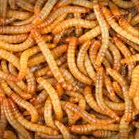 Plastic-eating worms may offer solution to mounting waste