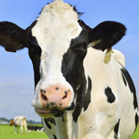 Increasing competitiveness of Canada’s dairy industry