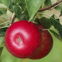 Apple breeding program embraces innovation
