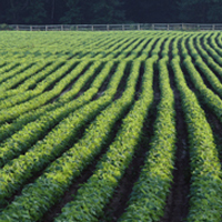 World hunger: GMOs are a real solution for today’s real problems