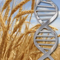 Scientists crack wheat genome