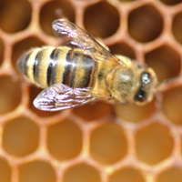 Ontario taking action to reduce pollinator losses