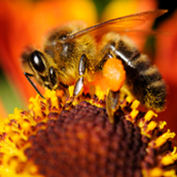 Decline of pollinators poses threat to world food supply