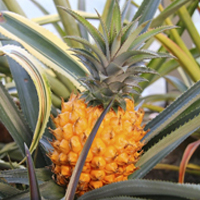 Sustainable alternative to leather: Pineapple leaves?