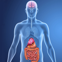 Bugs in your belly affect your brain