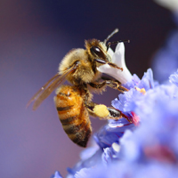 Protecting the honeybees