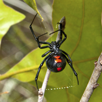 Scientists have identified a virus with DNA stolen from a black widow spider