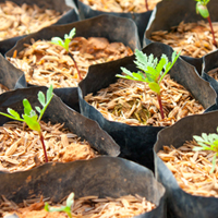 New propagation trays improve tree health and growth