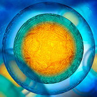 Key to synthesizing multifunctional cells: Isolation