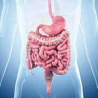 Scientists grow intestinal tissues with functional nerves
