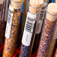 Gene-editing marks next generation of genetically altered foods
