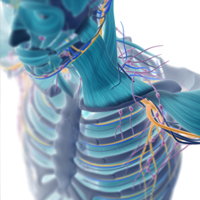 3D humans could revolutionize precision medicine