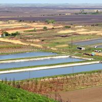 Genetically engineered algae successfully tested outdoors