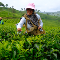 Tea is under threat, but scientists may have found hope