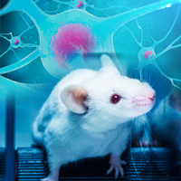 Mouse brain models reveal insights into genetics of autism