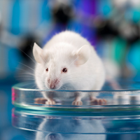 Characterizing the mouse genome reveals new gene functions and their role in human disease