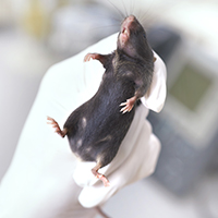 Sick Kids scientists repair genetic errors in mice with muscular dystrophy