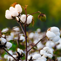 Drought tolerant cotton