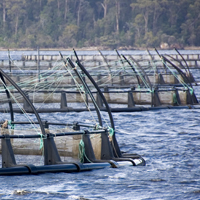 Salmon farmers adapt to climate change with genomics