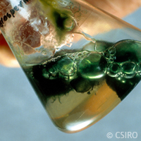 Algae enzymes for sustainable fuels and chemicals
