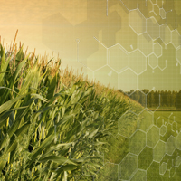 Bayer and Ginkgo Bioworks aim to make crops produce their own nitrogen fertilizer