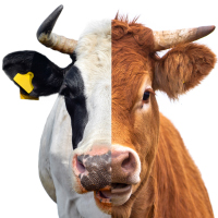 Can the beef industry catch up in the use of genomics?
