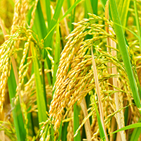 How to show consumers the benefits of genetically modified foods