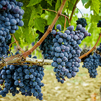 $6.2-million in funding announced to support clean grape vine program